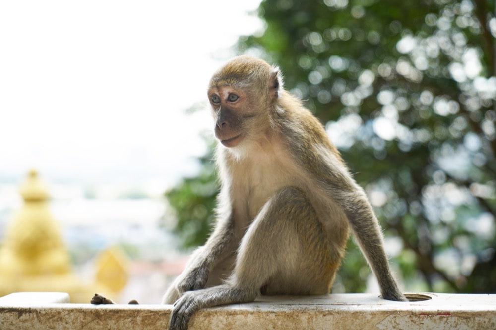 Monkey Beach (Loh Dalum, Yong Gasem Bay) - Phi Phi Thailand